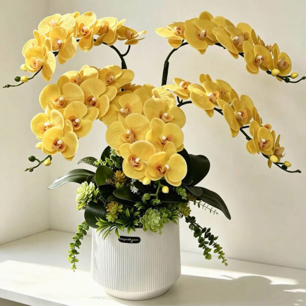 Chậu Hoa Lan Hồ Điệp Vàng Hoàng Kim