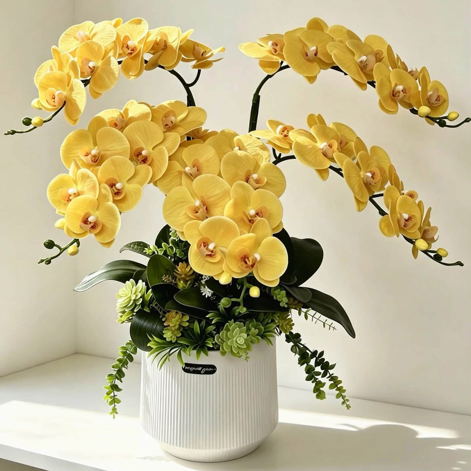 Chậu Hoa Lan Hồ Điệp Vàng Hoàng Kim